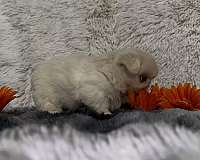 mixed-red-double-coated-pekingese