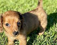 red-dachshund