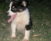 male-female-aussiedoodle-dog