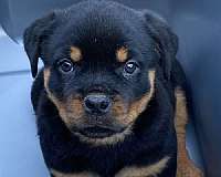 black-tan-rottweiler