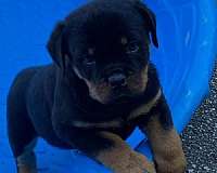 mixed-black-tan-smooth-coated-rottweiler