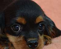 toy-cavalier-king-charles-spaniel-spaniel