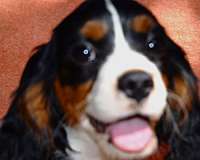 mixed-cavalier-king-charles-spaniel-dog