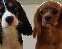 cavalier-king-charles-spaniel