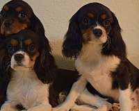 cavalier-king-charles-spaniel-dog-for-sale