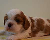 pure-bred-cavalier-king-charles-spaniel-spaniel