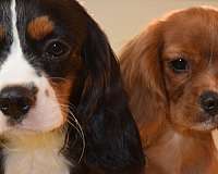 agility-cavalier-king-charles-spaniel-spaniel