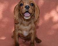 mixed-cavalier-king-charles-spaniel