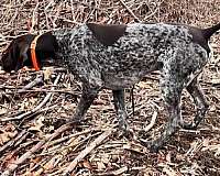 trainable-german-shorthaired-pointer-pointer