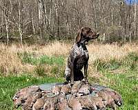 pure-bred-german-shorthaired-pointer-pointer