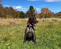 hunting-german-shorthaired-pointer-pointer