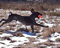 mixed-german-shorthaired-pointer-dog