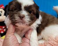 hypoallergenic-shih-tzu