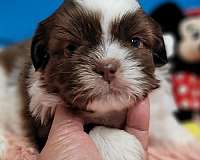 standard-liver-shih-tzu