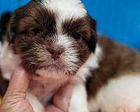 liver-shih-tzu