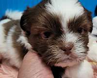 liver-hypoallergenic-puppy