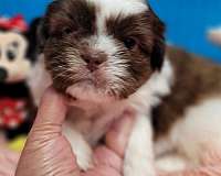 liver-hypoallergenic-shih-tzu