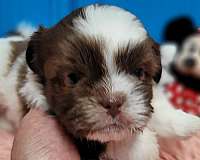 male-liver-hypoallergenic-shih-tzu