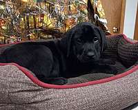 black-labrador-retriever