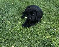 yellow-cane-corso-mastiff