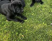 kid-friendly-cane-corso-mastiff