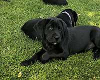 friendly-cane-corso-mastiff