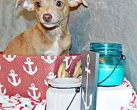 red-mixed-chihuahua