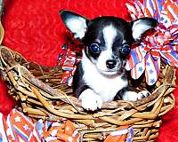 mixed-chihuahua-puppy