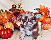 chihuahua-puppy-for-sale