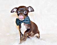 brindle-mixed-chihuahua