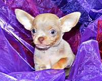 mixed-chihuahua