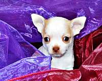 mixed-chocolate-short-haired-chihuahua