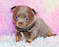 red-mixed-chihuahua