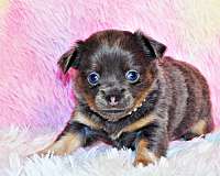 mixed-chihuahua-puppy