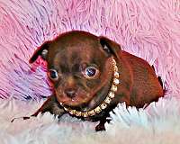 chihuahua-puppy-for-sale