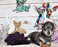 brindle-mixed-chihuahua