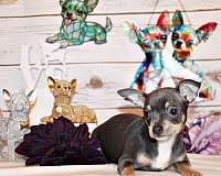 merle-mixed-chihuahua