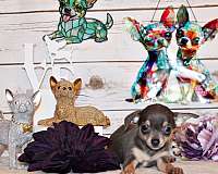 red-mixed-chihuahua