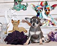mixed-chihuahua-puppy