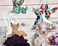 mixed-chihuahua
