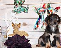 toy-chihuahua
