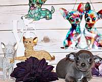 chihuahua-puppy-for-sale
