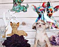 chihuahua-puppy