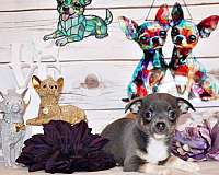 black-chihuahua