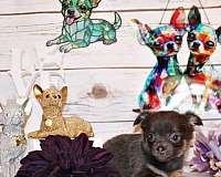 blue-chihuahua