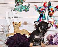 brindle-chihuahua