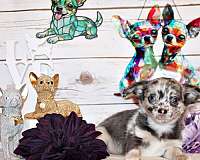 mixed-chocolate-short-haired-chihuahua