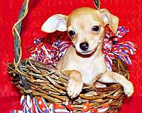 chihuahua-puppy-for-sale