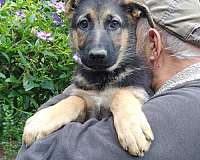 short-haired-german-shepherd