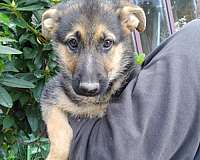 black-tan-german-shepherd